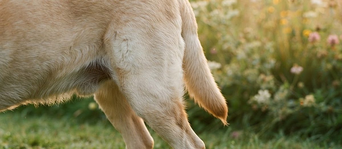 An older yellow Labrador standing in a green summer lawn, close crop on her hind legs